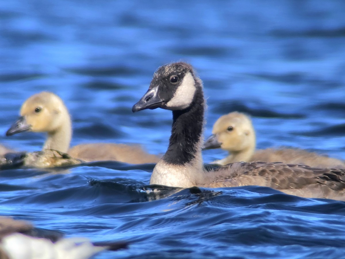Canada Goose (canadensis Group) - ML638397612