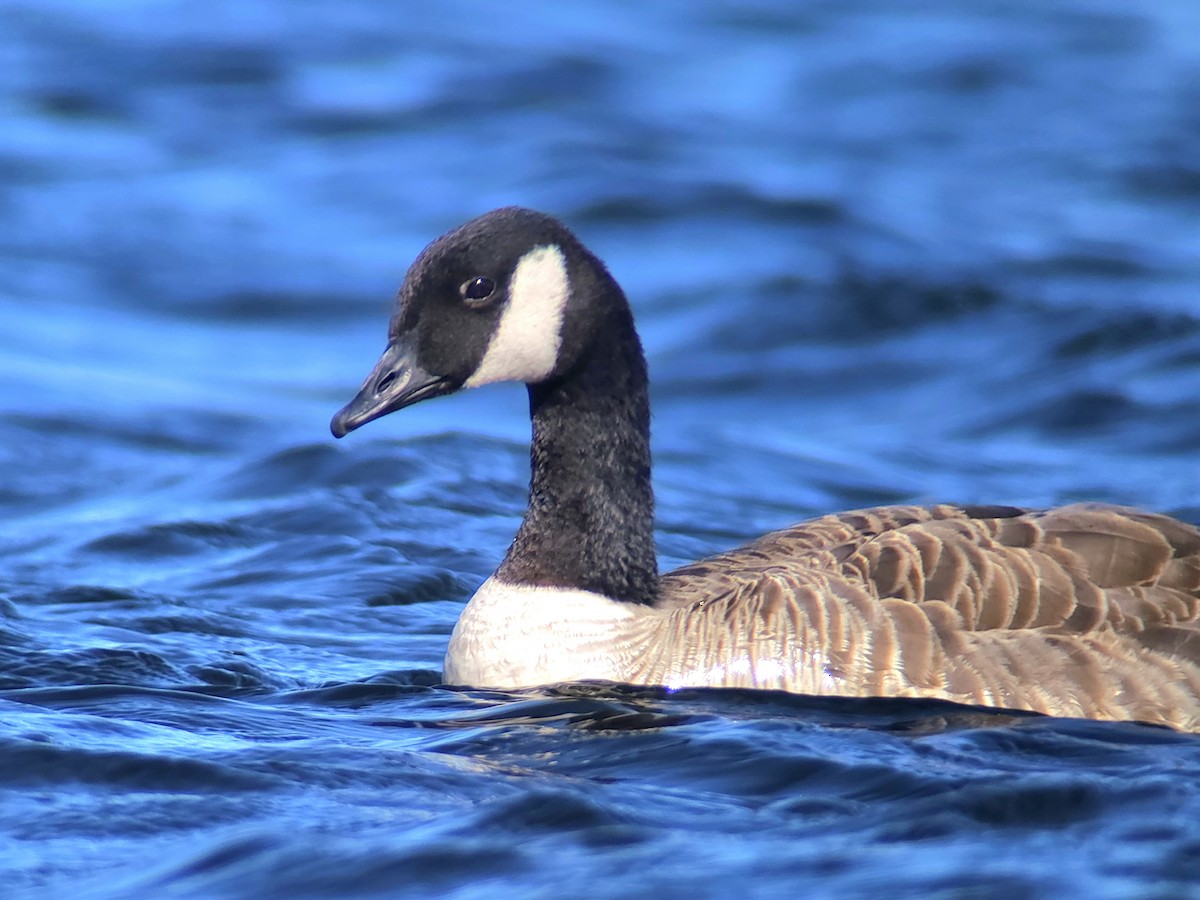 Canada Goose (canadensis Group) - ML638397613