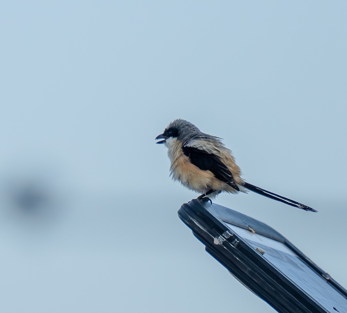 Long-tailed Shrike - ML638397632