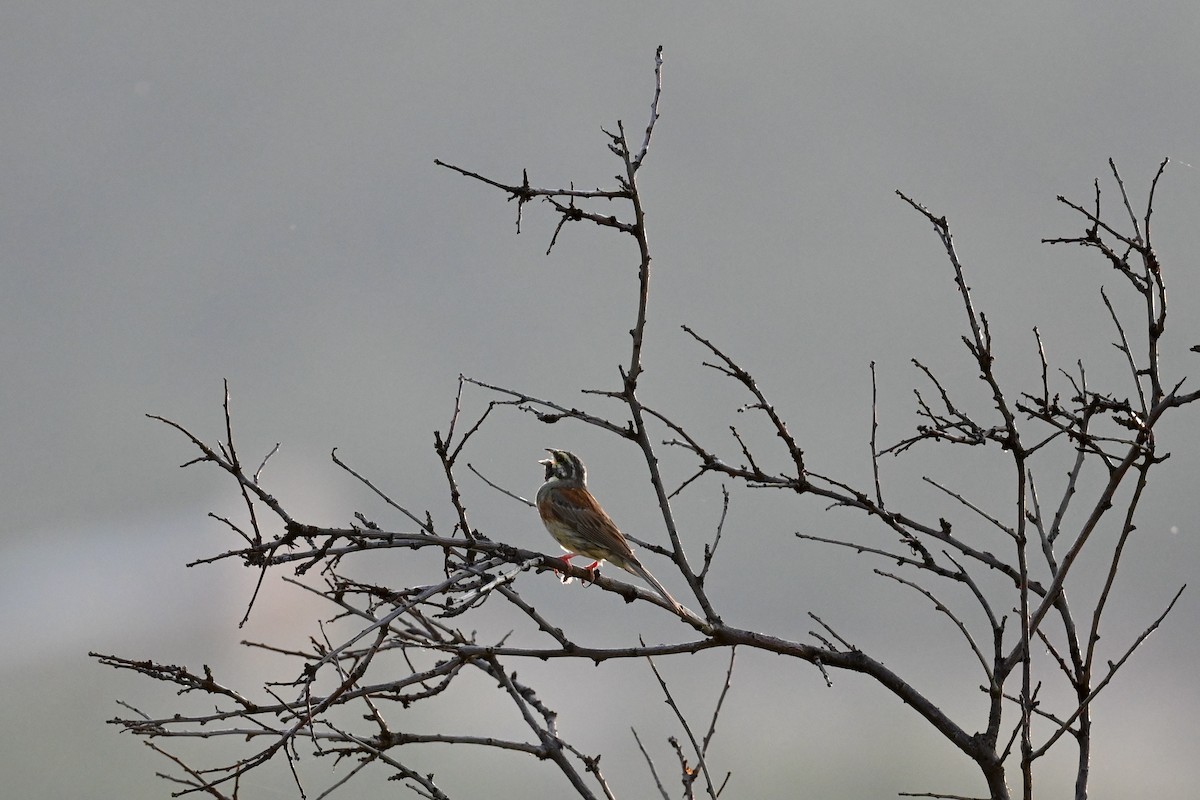Cirl Bunting - ML638397633
