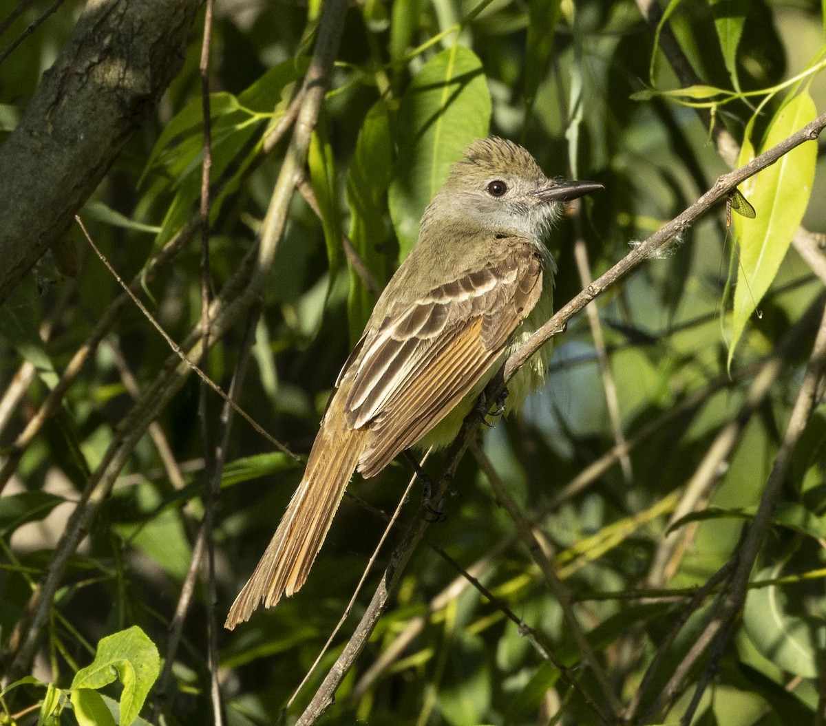 Great Crested Flycatcher - ML638397636