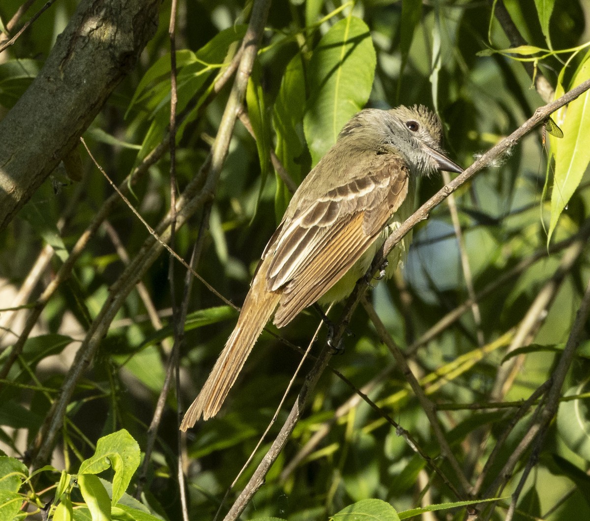 Great Crested Flycatcher - ML638397637