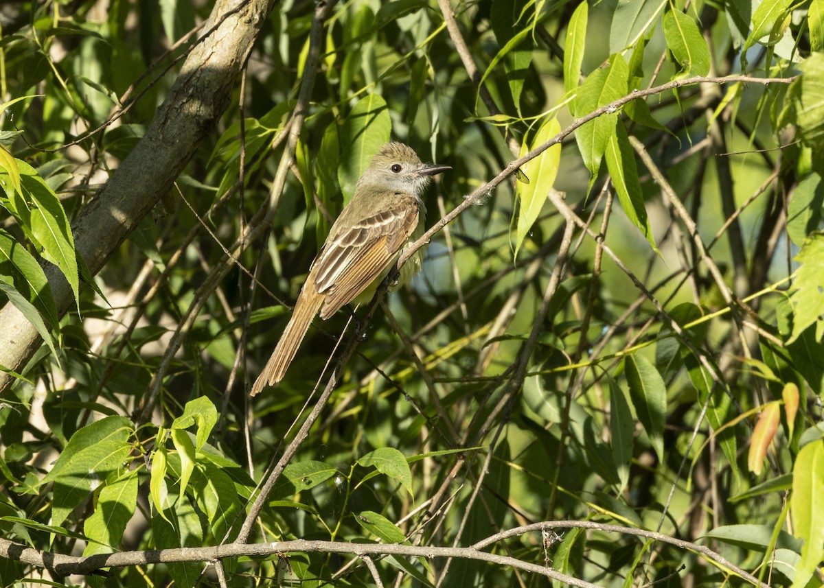 Great Crested Flycatcher - ML638397638