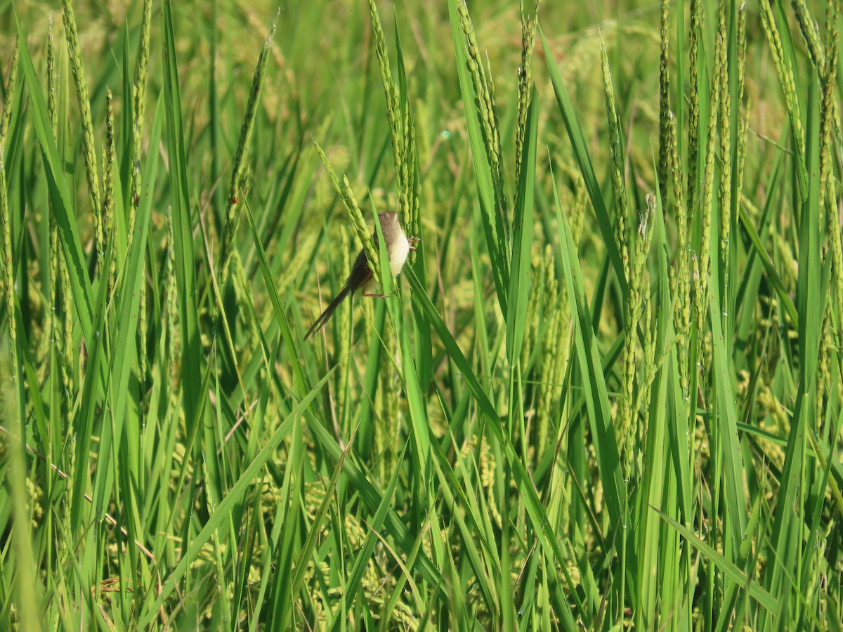 Plain Prinia - ML638397647