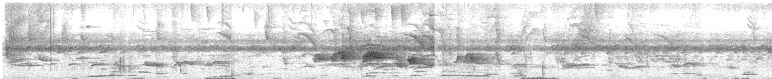 White-necked Thrush - ML638397648