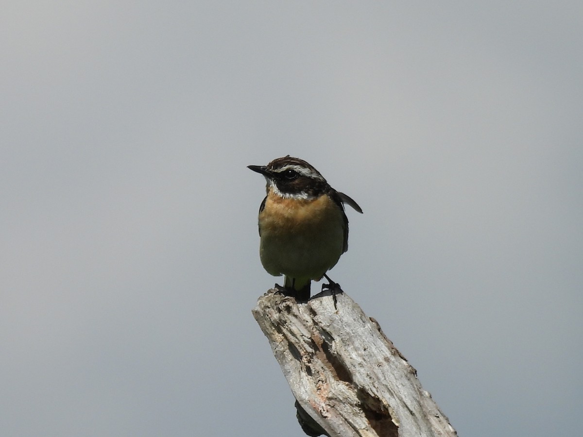 Whinchat - ML638397649