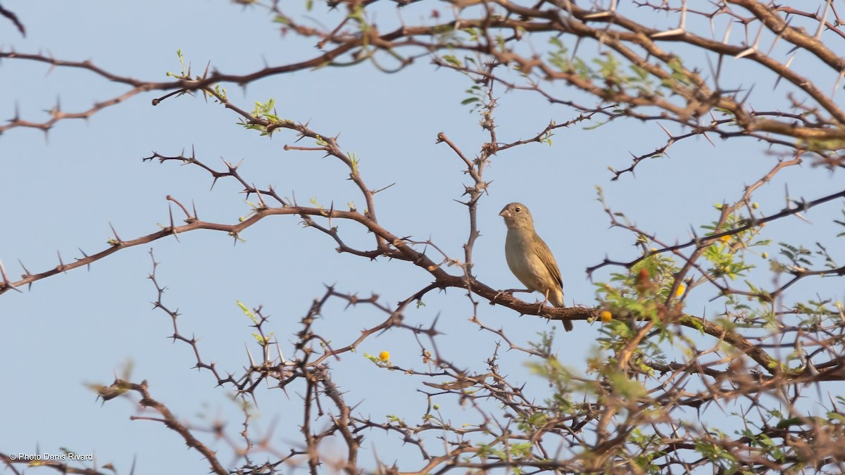 Black-faced Grassquit - ML638397654