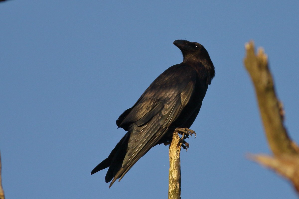 Common Raven - ML638397658