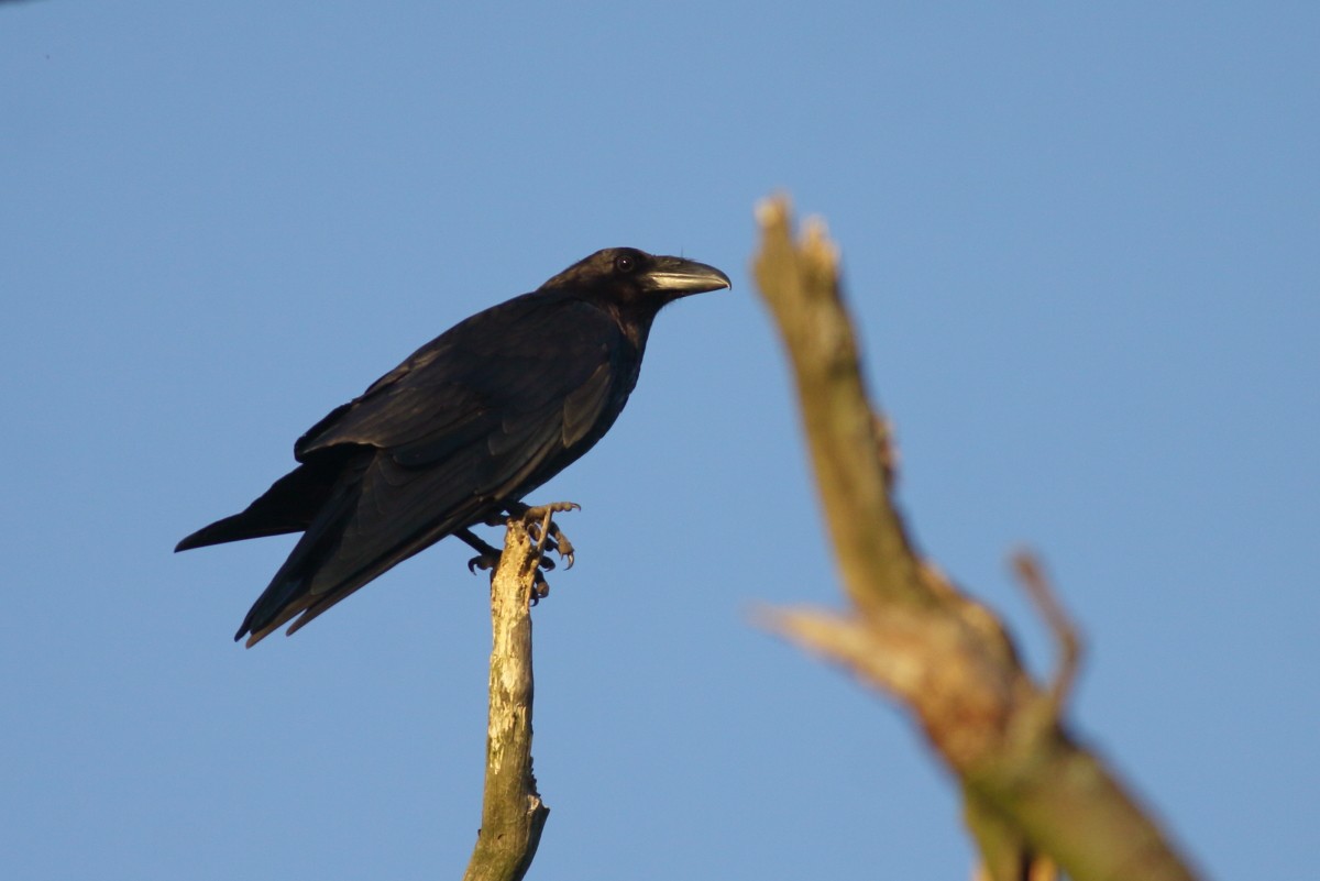 Common Raven - ML638397659