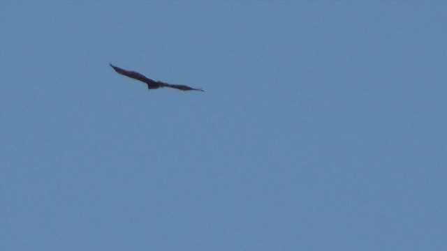 Aquila reale - ML638397660