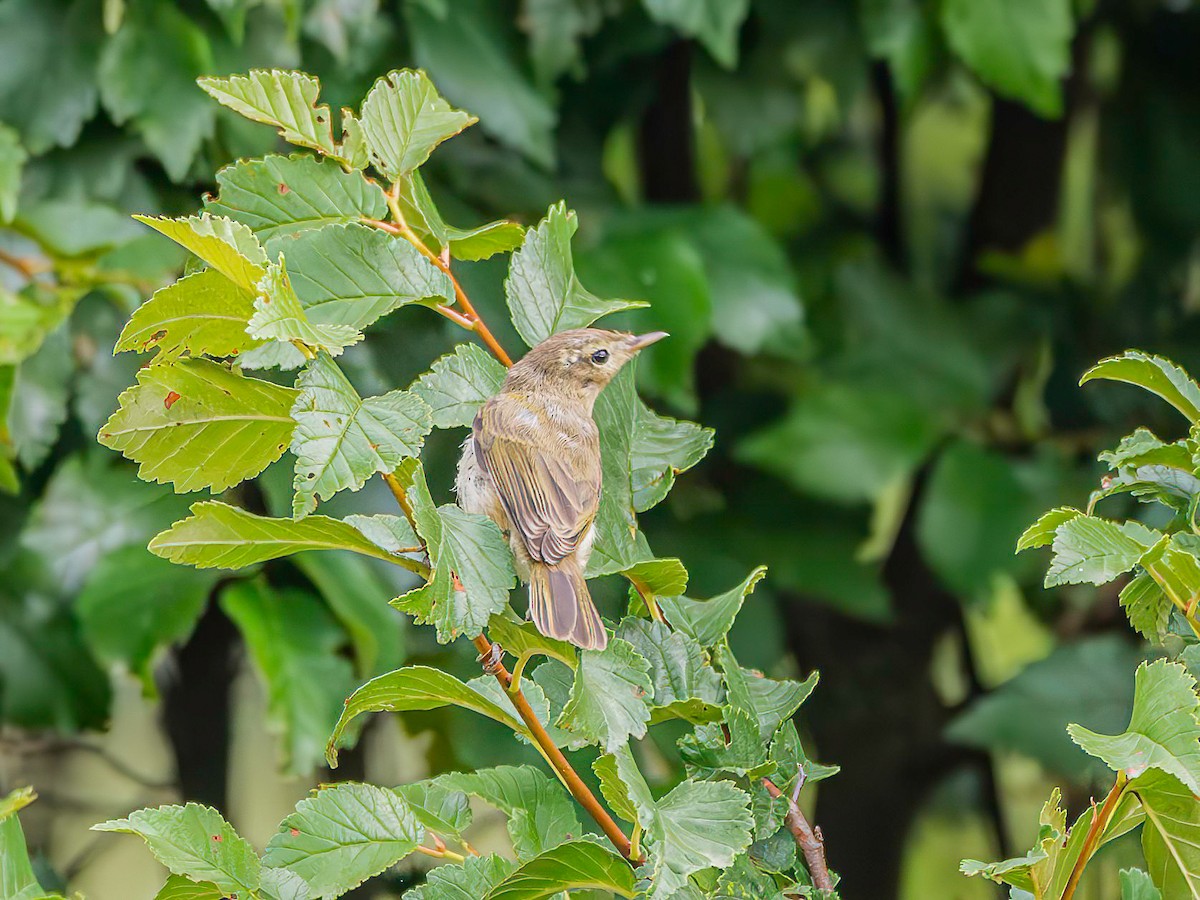 Iberian Chiffchaff - ML638397661