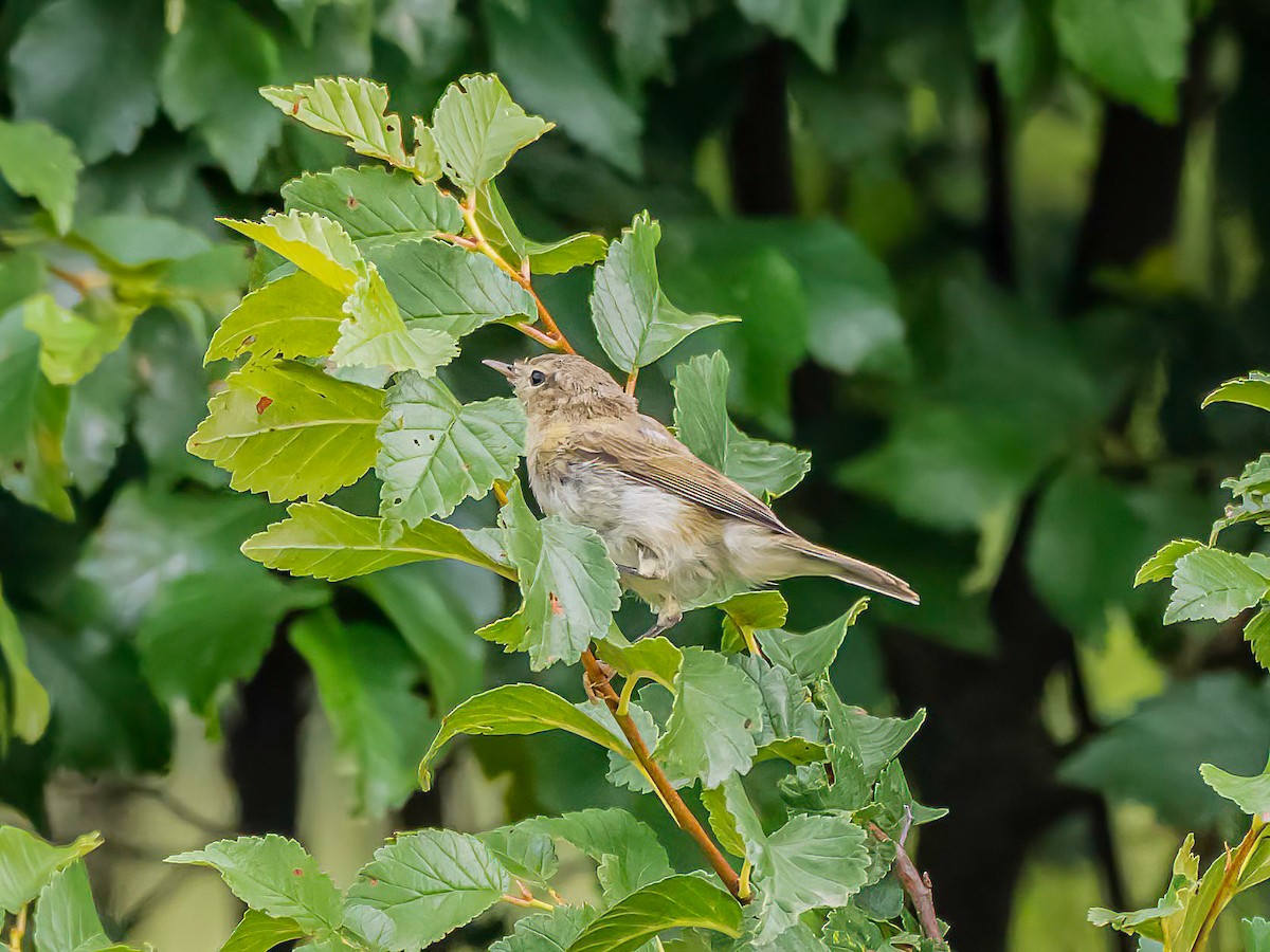 Iberian Chiffchaff - ML638397663
