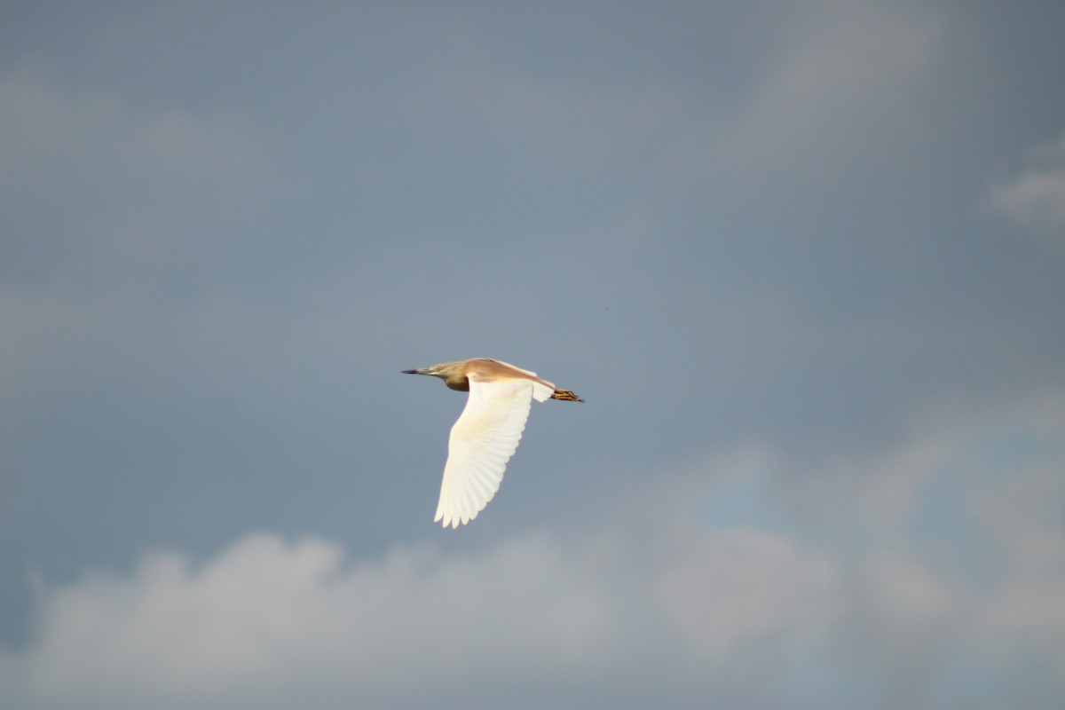 Squacco Heron - ML638397665