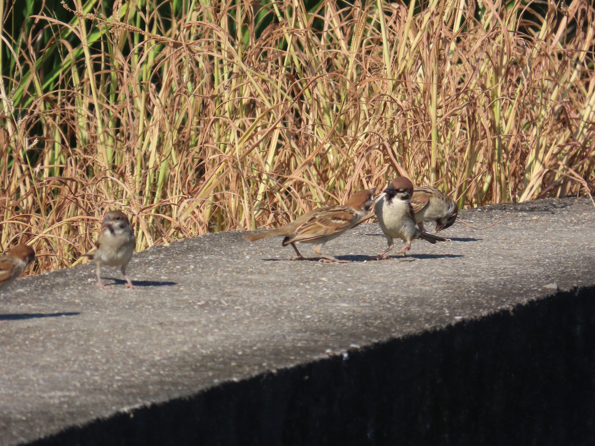 Eurasian Tree Sparrow - ML638397671