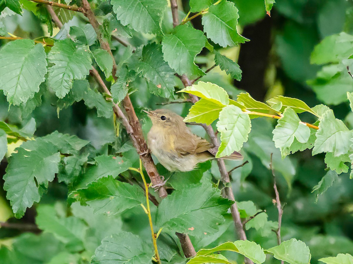 Iberian Chiffchaff - ML638397673
