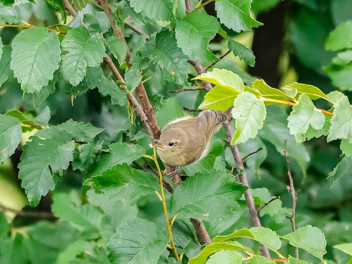 Iberian Chiffchaff - ML638397674