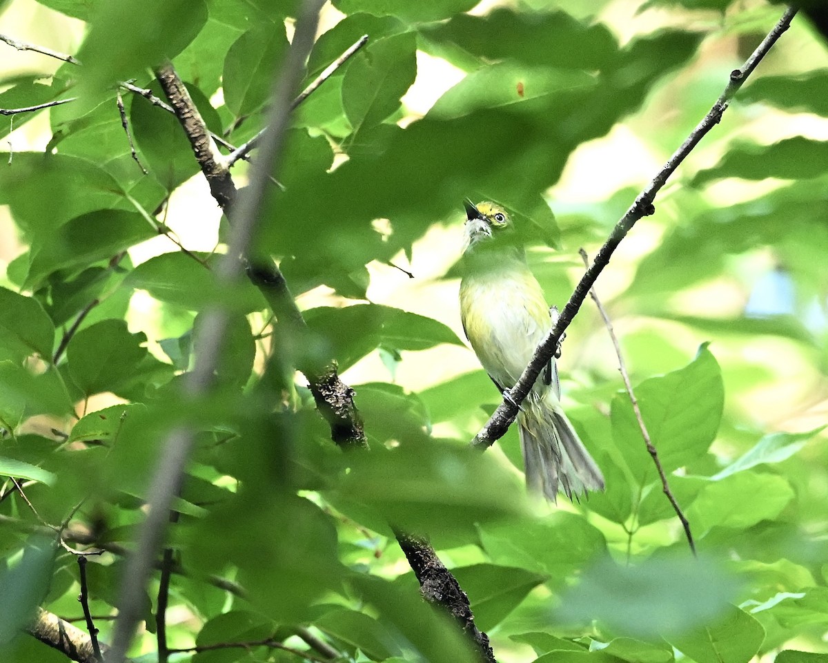 Viréo aux yeux blancs - ML638397689
