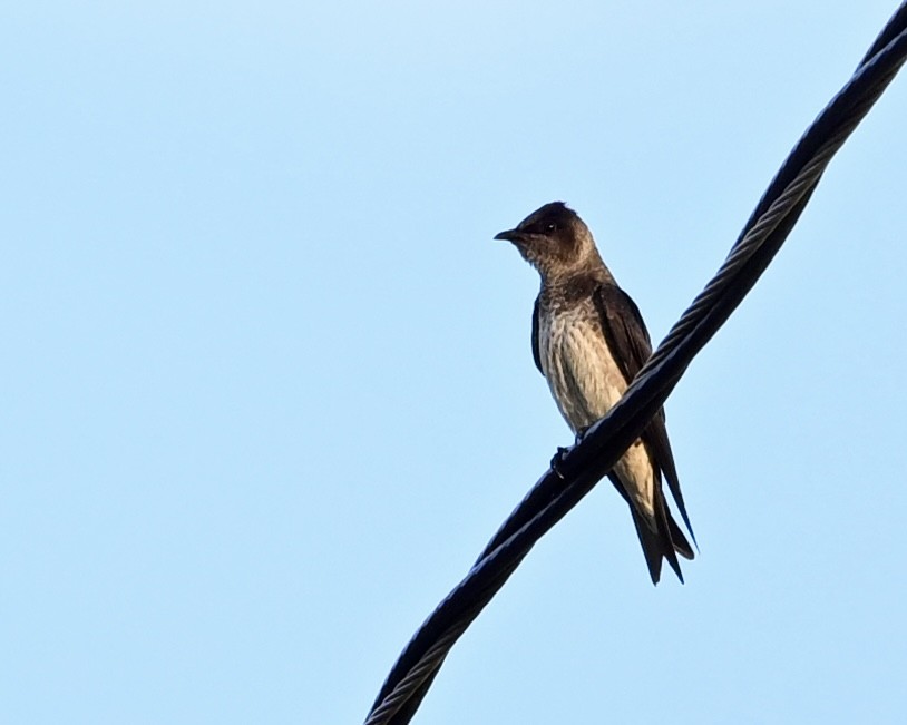 Hirondelle noire - ML638397695