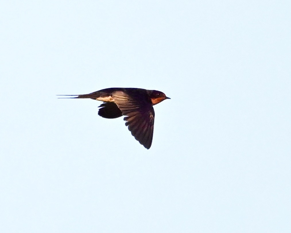 Hirondelle rustique - ML638397704