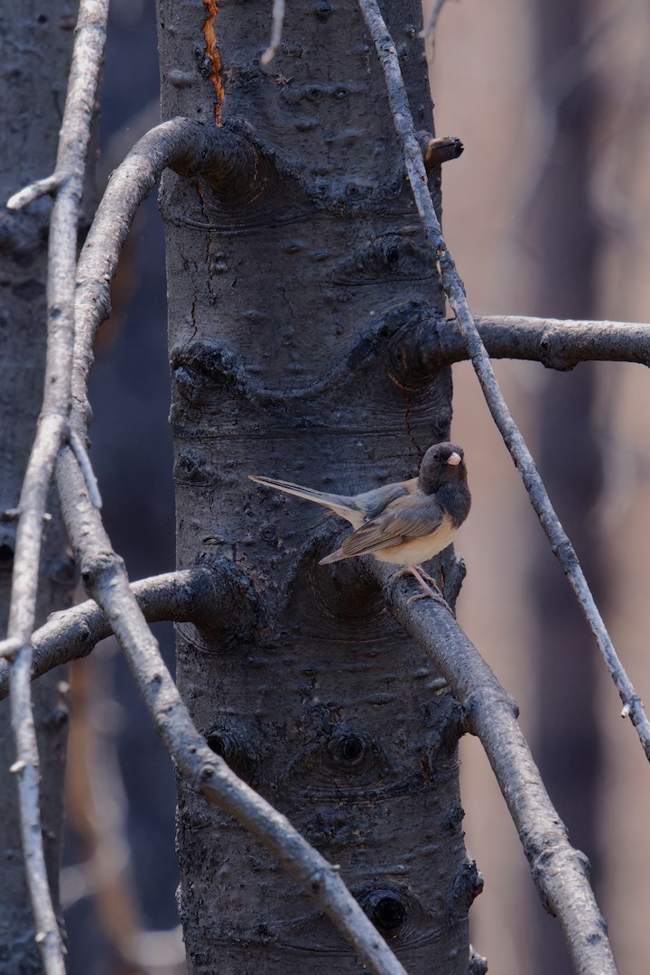 Junco ardoisé - ML638397705