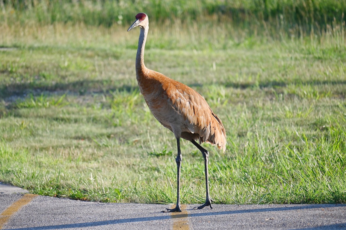 Grue du Canada - ML638397719