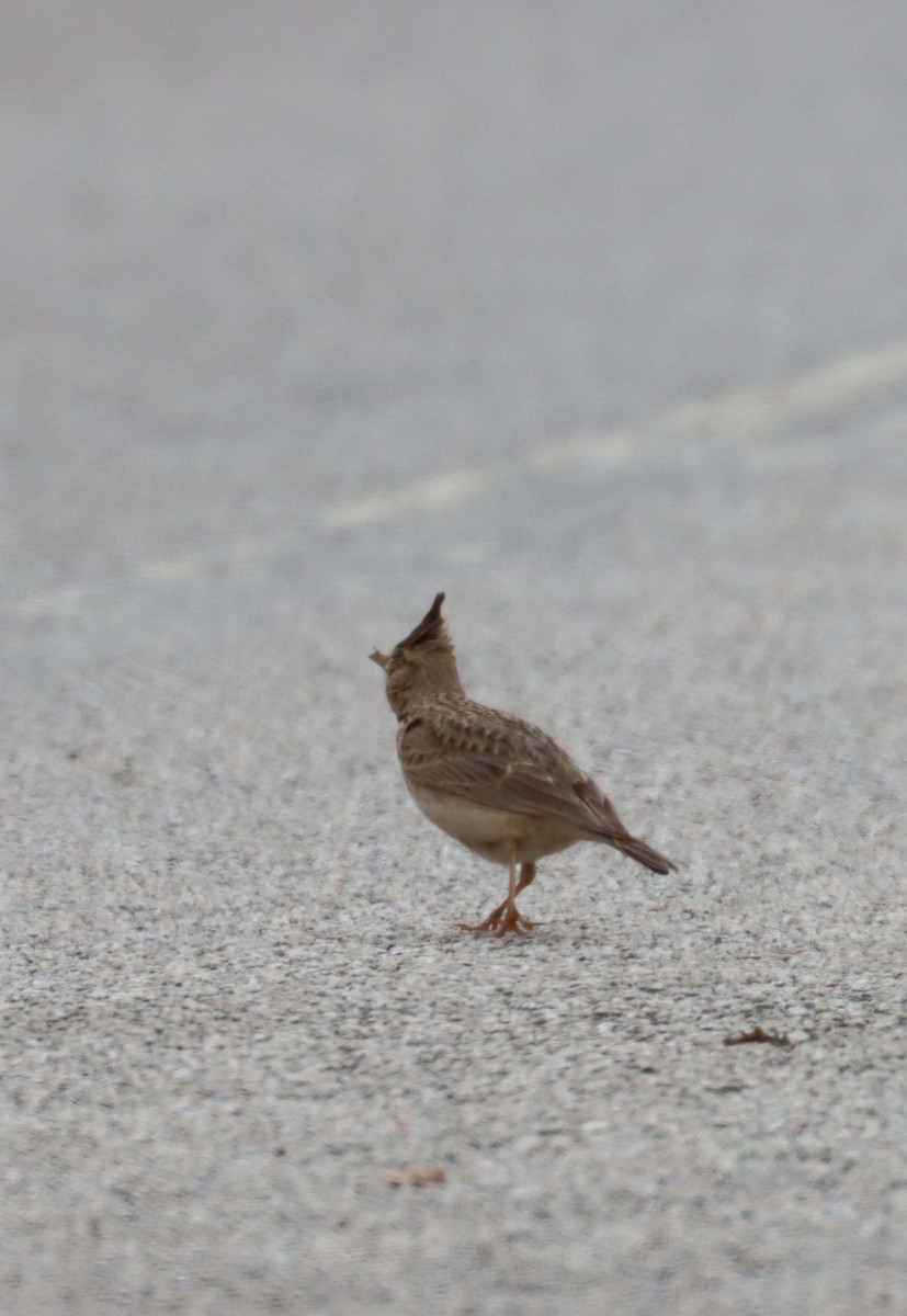 Thekla's/Crested Lark - ML638397725