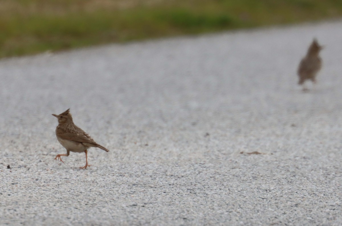 Thekla's/Crested Lark - ML638397726