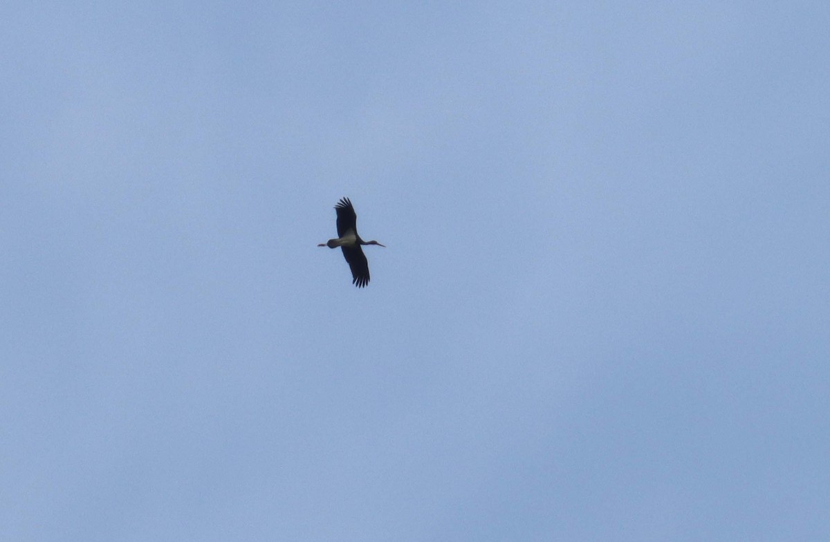 Black Stork - ML638397740