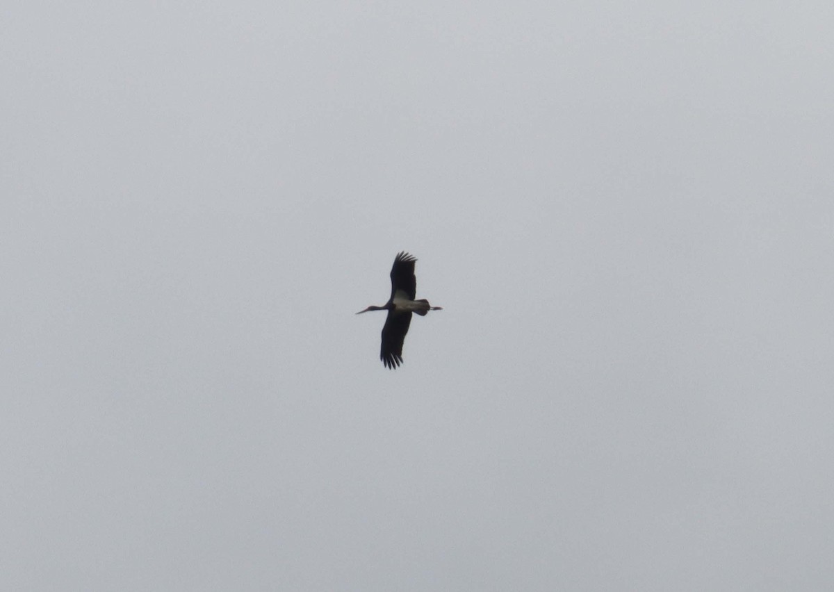 Black Stork - ML638397741