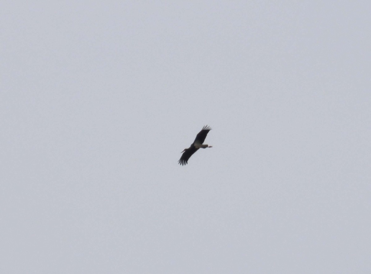 Black Stork - ML638397749