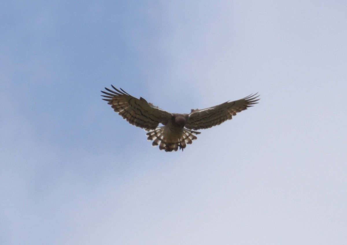 Short-toed Snake-Eagle - ML638397755