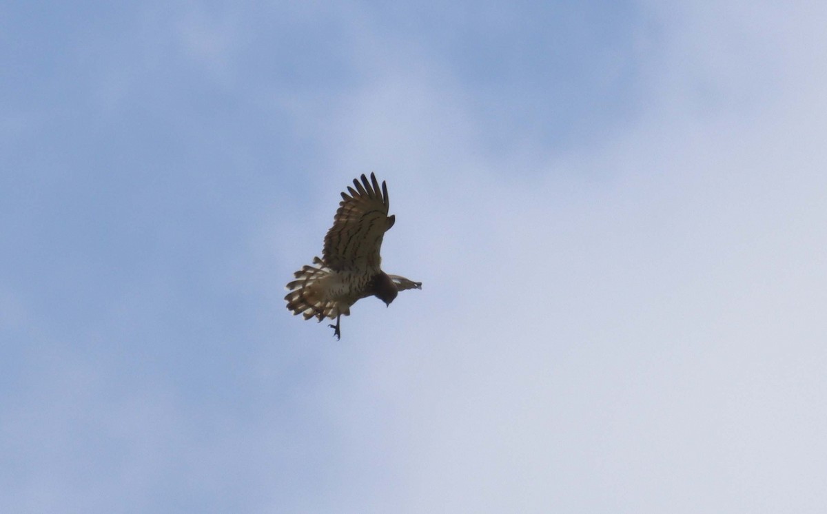 Short-toed Snake-Eagle - ML638397758