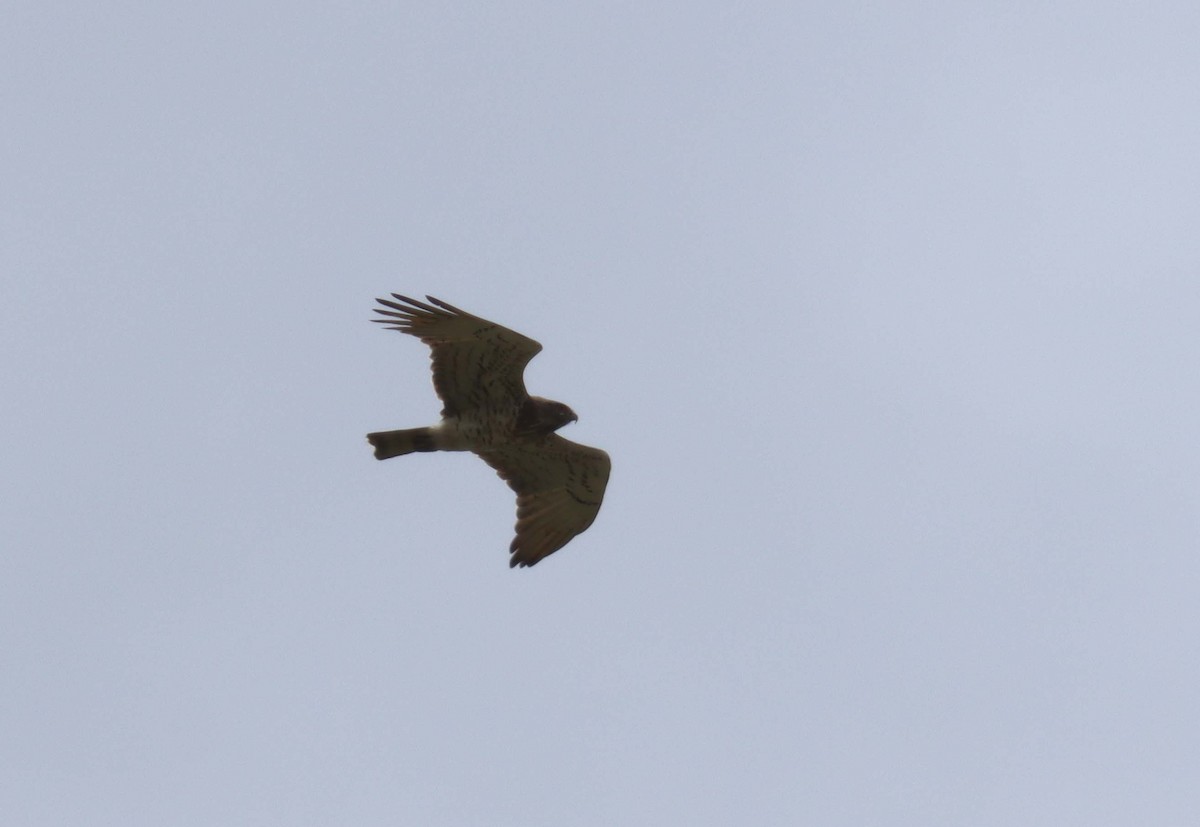 Short-toed Snake-Eagle - ML638397759