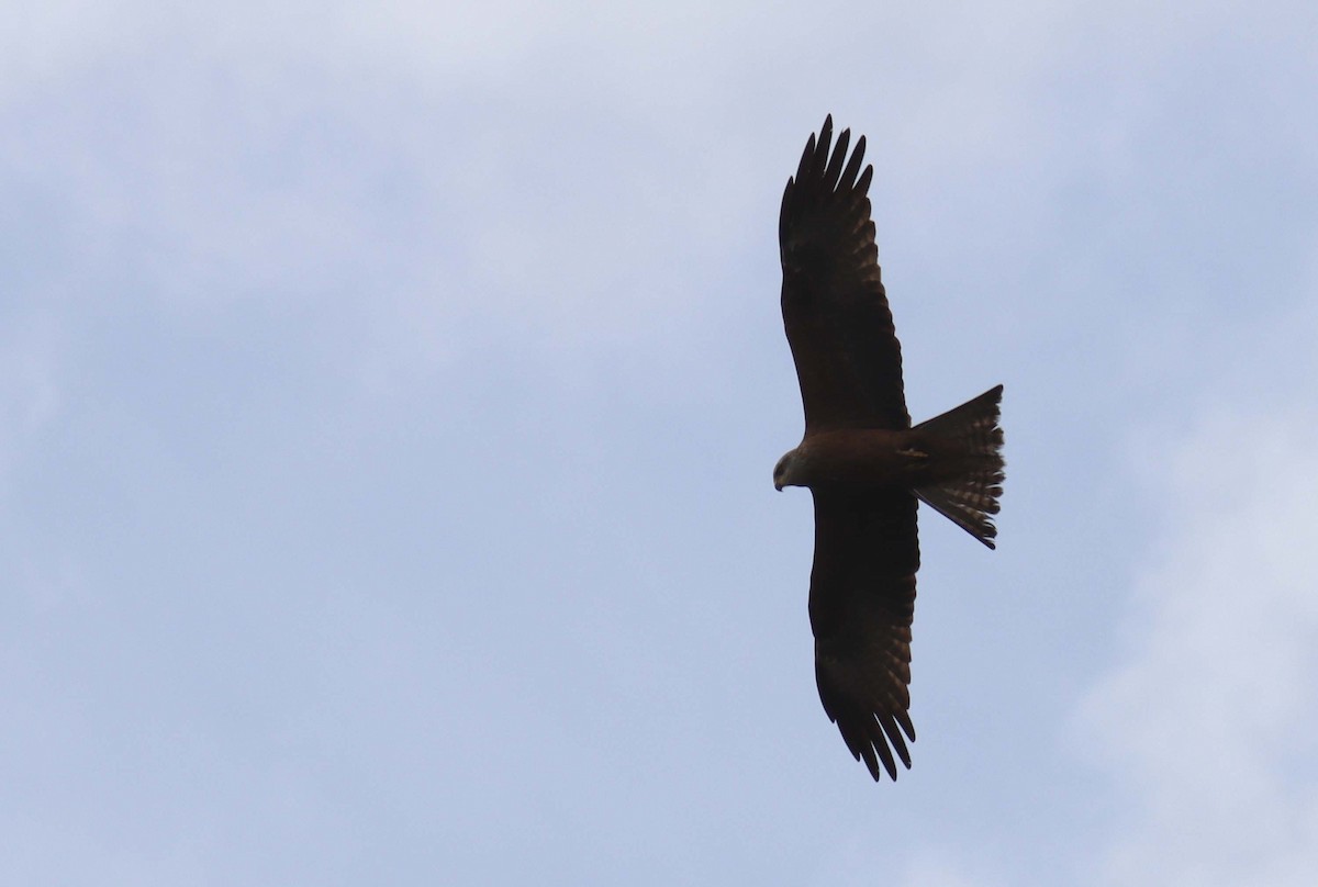 Black Kite - ML638397772