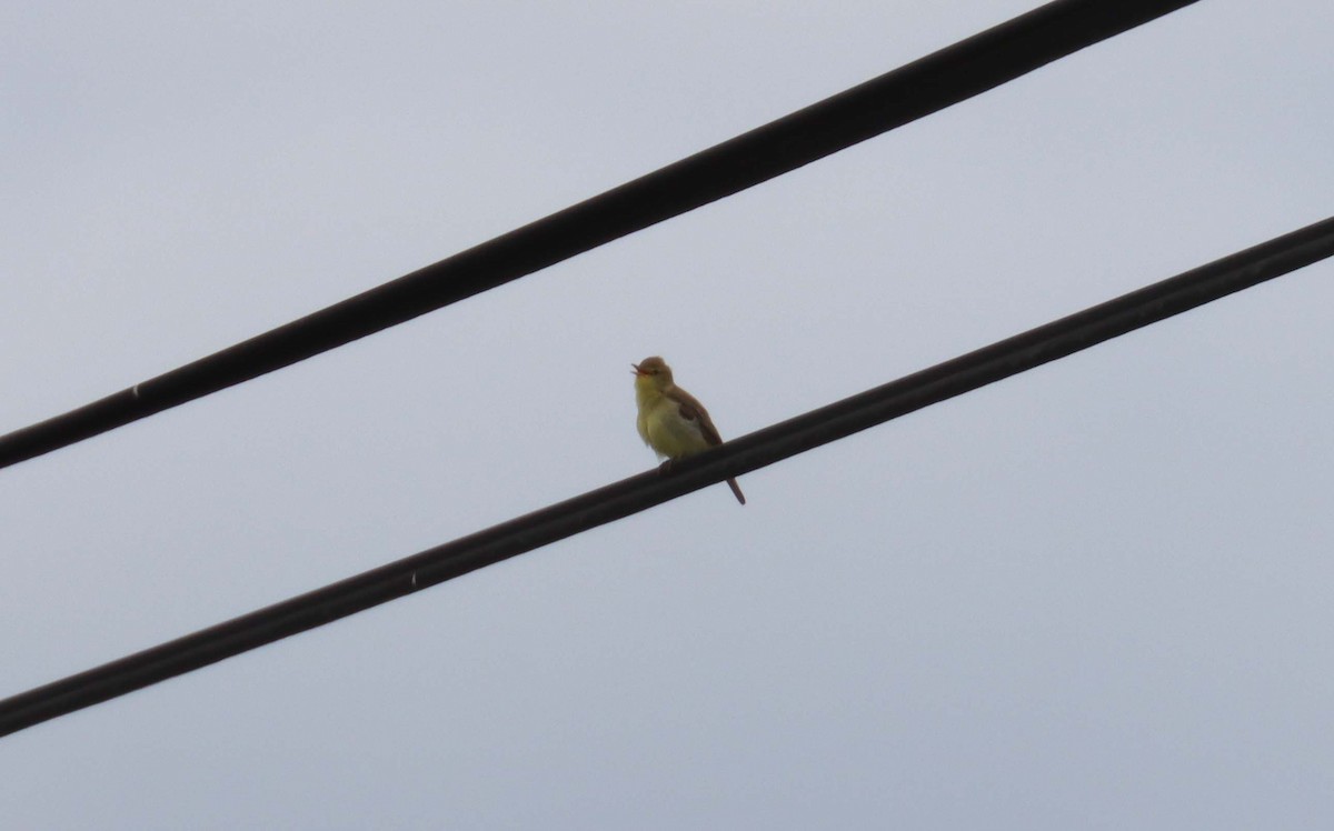 Melodious Warbler - ML638397774