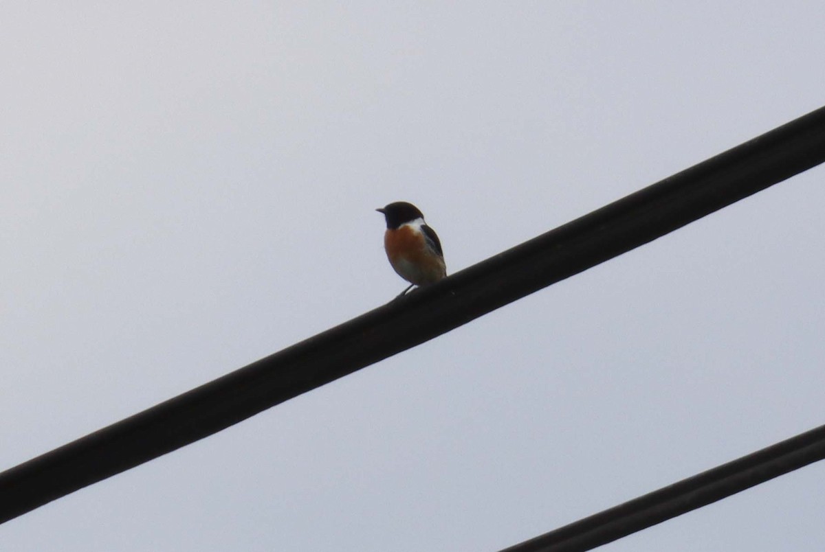European Stonechat - ML638397779