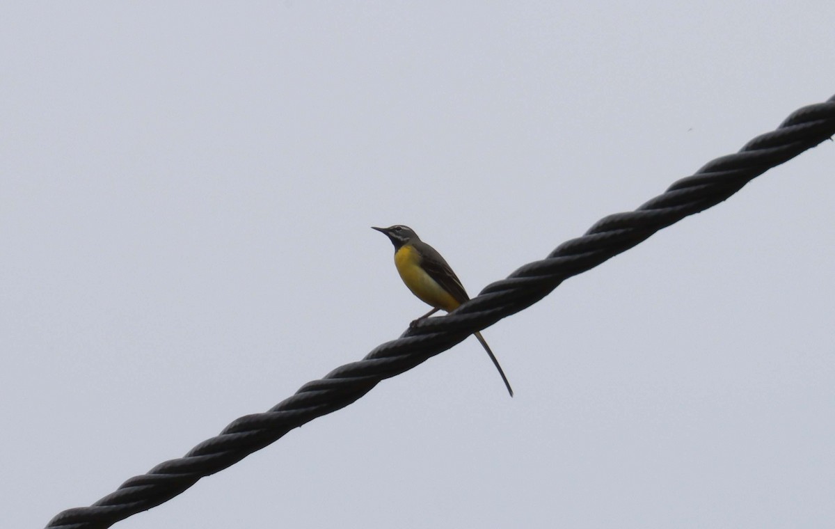 Gray Wagtail - ML638397780