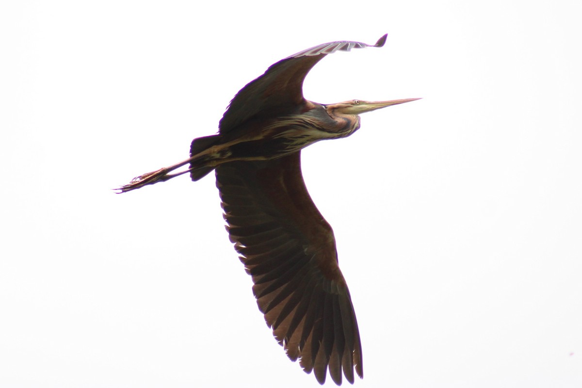 Purple Heron - ML638397795