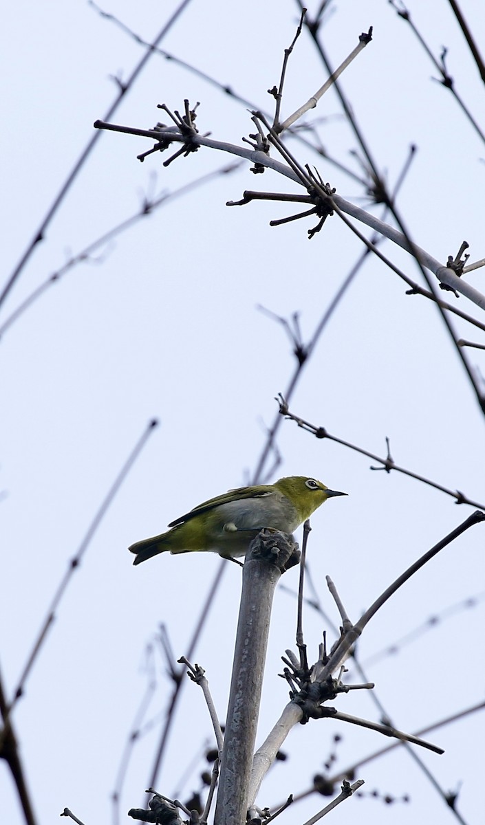 Swinhoe's White-eye - ML638397810