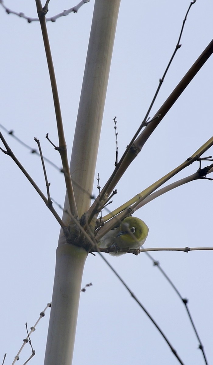 Swinhoe's White-eye - ML638397811