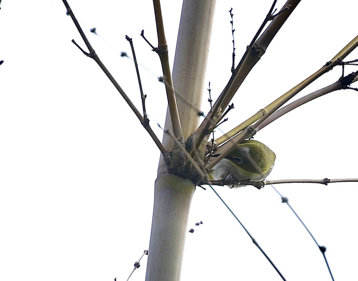 Swinhoe's White-eye - ML638397812