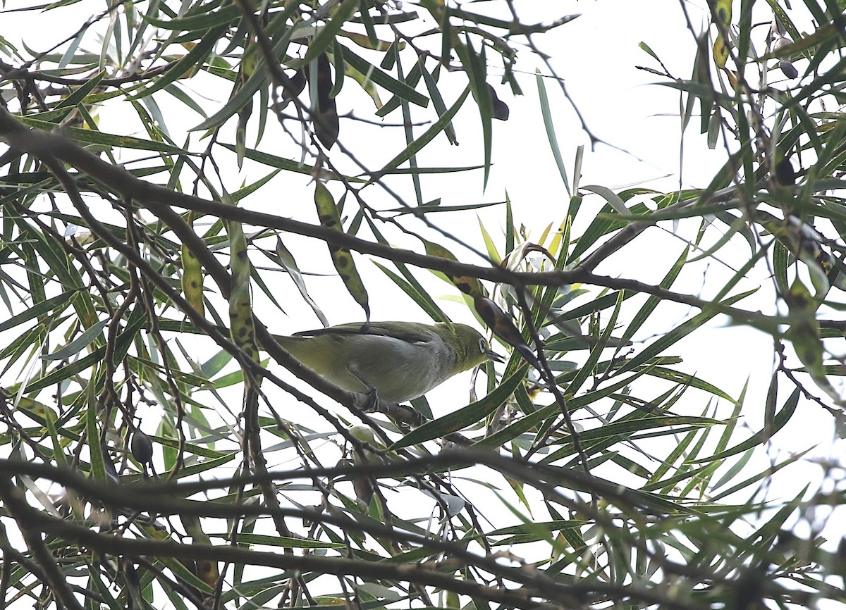 Swinhoe's White-eye - ML638397813