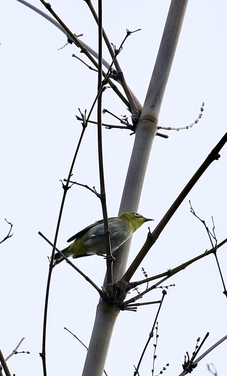 Swinhoe's White-eye - ML638397814