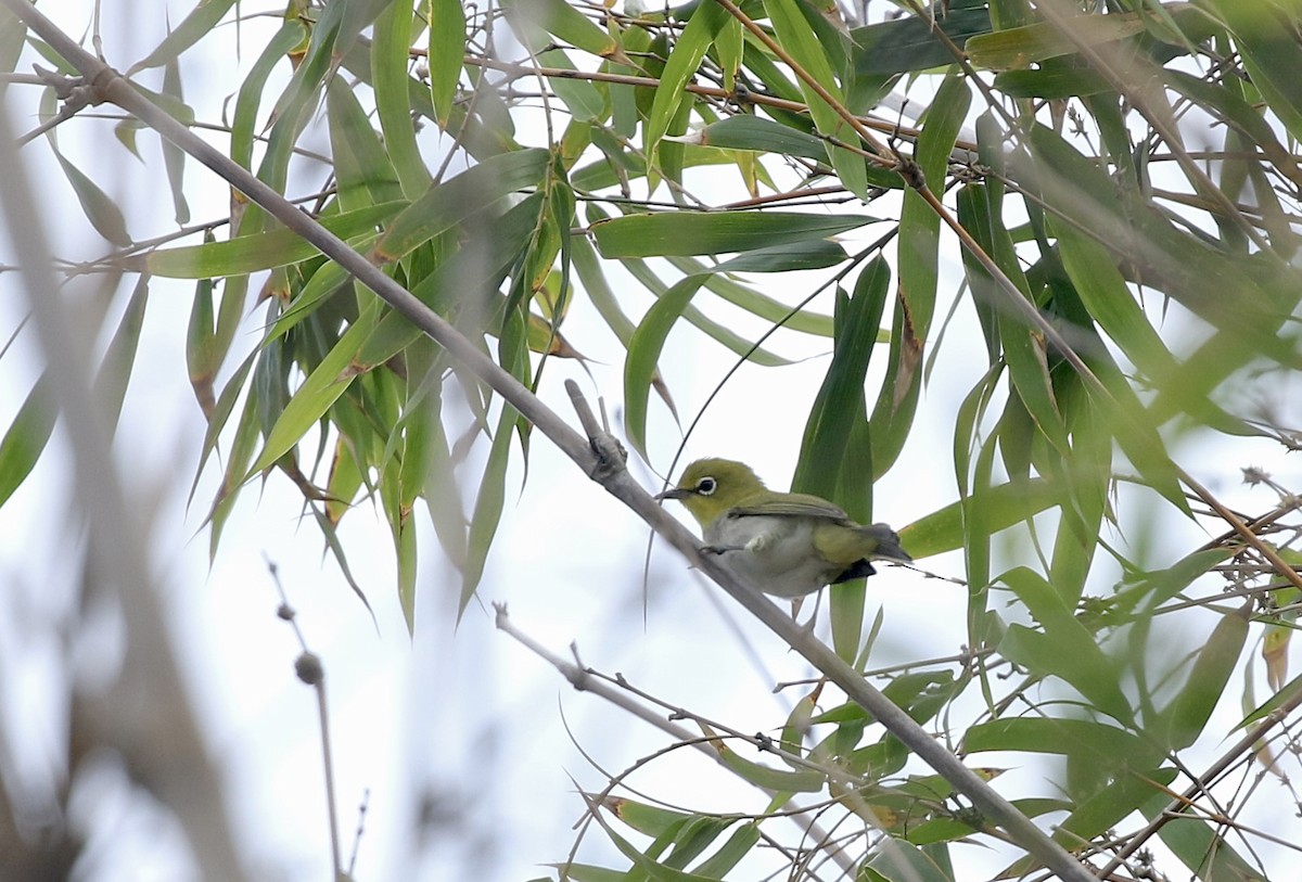 Swinhoe's White-eye - ML638397815