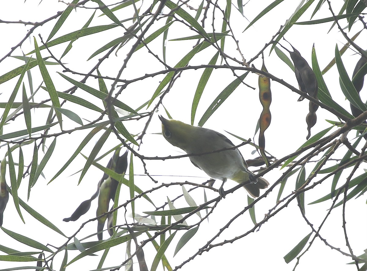 Swinhoe's White-eye - ML638397816