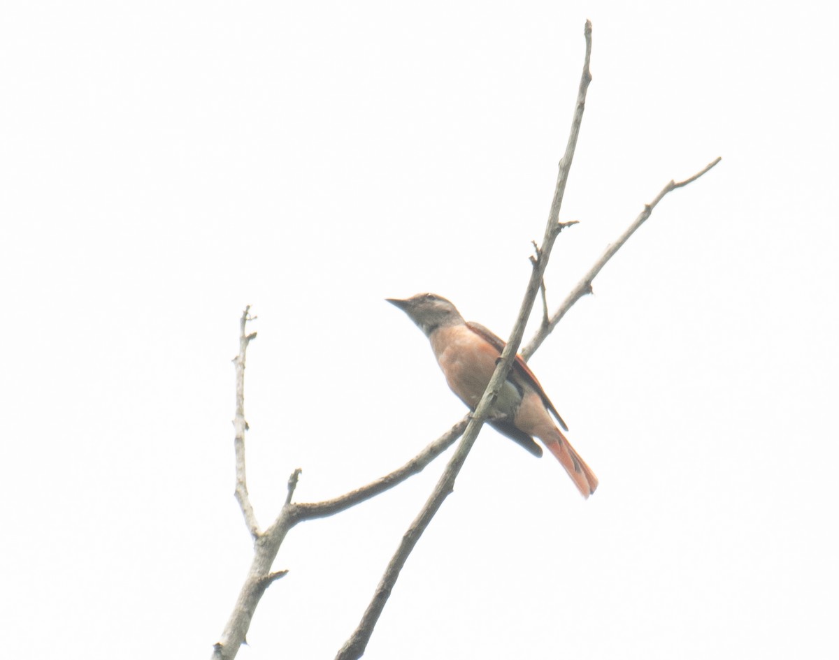Rosy Minivet - ML638397838