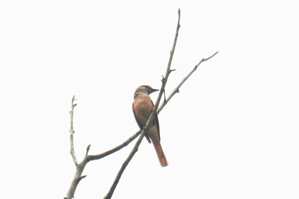 Rosy Minivet - ML638397839