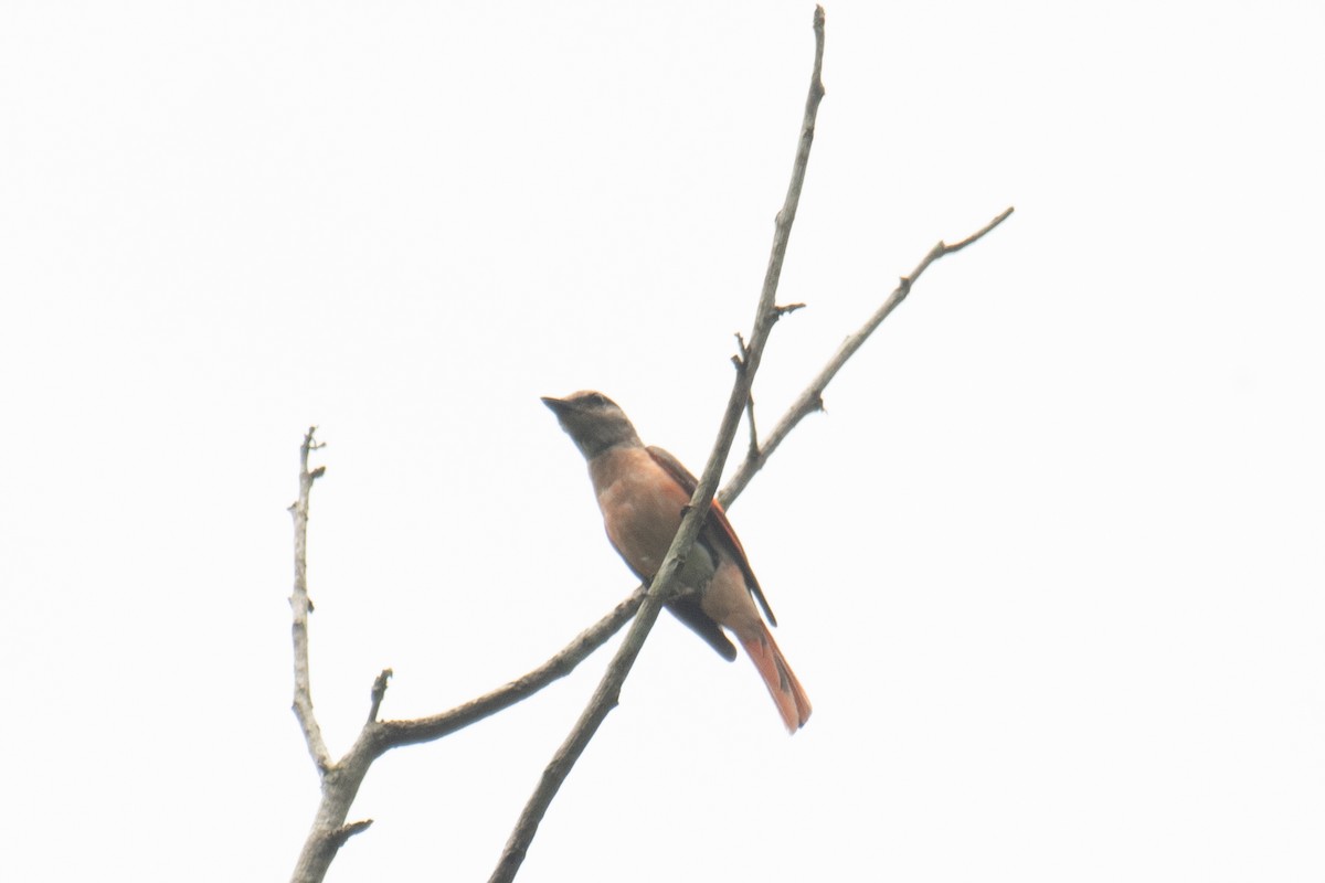 Rosy Minivet - ML638397840