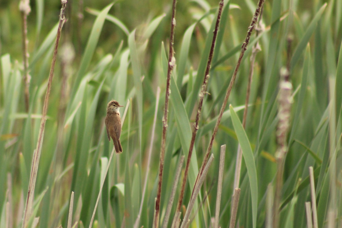 Common Reed Warbler - ML638397841