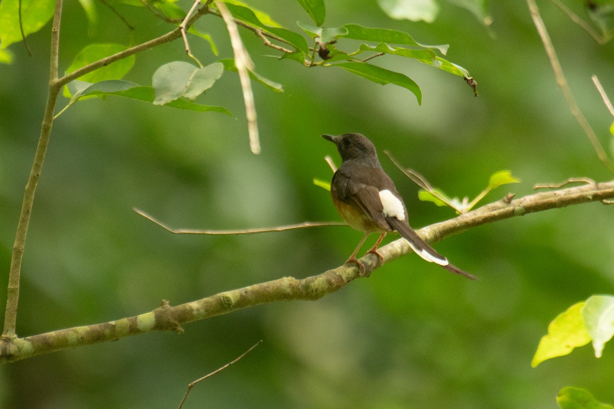 White-rumped Shama - ML638397881